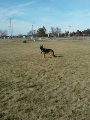 Wiggly Field Dog Park