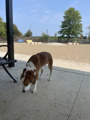 Soldiers Field Road Dog Park