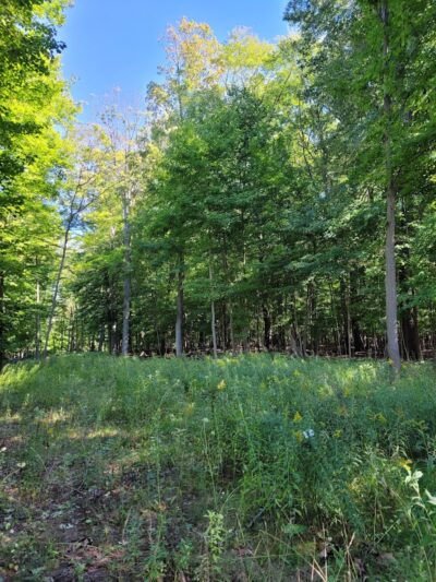 Alma Mountain Bike Trail - Alma,
