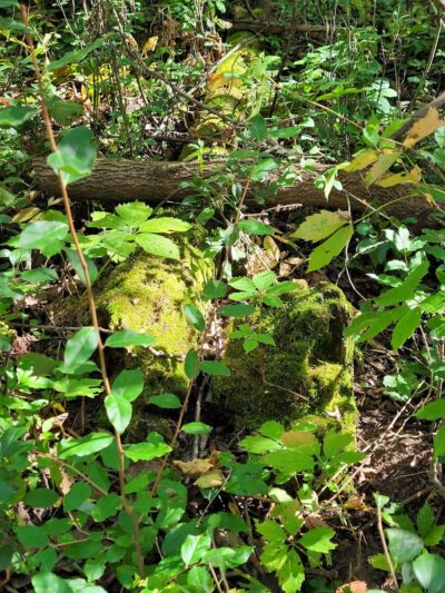 Alma Mountain Bike Trail - Alma,