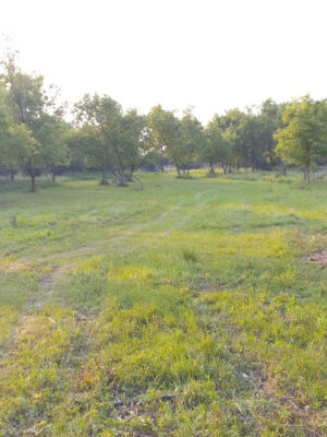 The Runway DGC