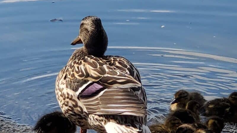 Riverside Park - Alma,