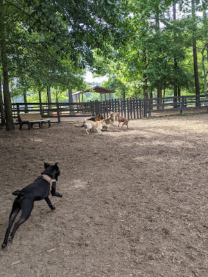 Waggy World Paw Park