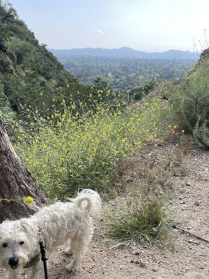Eaton Canyon Falls Trail