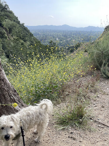 Eaton Canyon Falls Trail