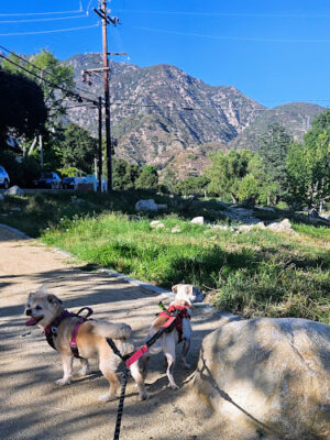 Mount Lowe Park