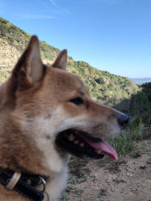 Mt Wilson/Pinecrest Gate