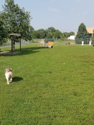 Dog Park