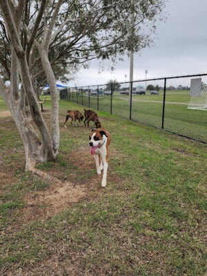 Alvin Dog Park