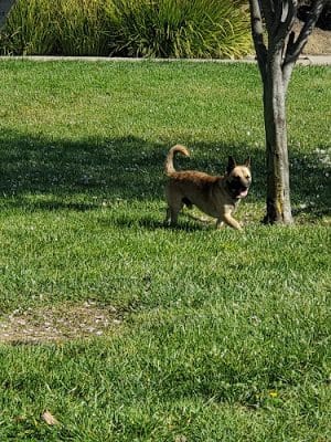 Dog Park