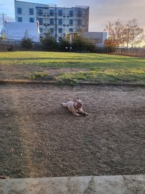 Dog Park