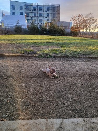 Dog Park