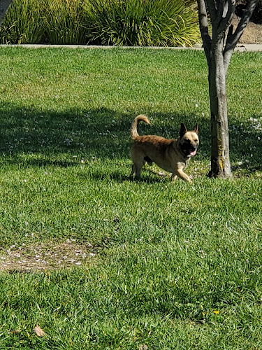 Dog Park
