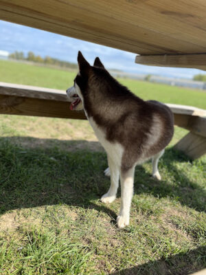 Amery Dog Park