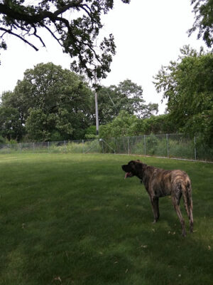 Ames Dog Park (Fee Required)