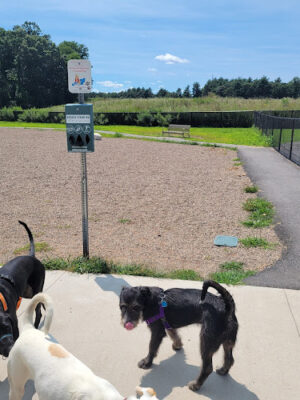 Amherst Dog Park