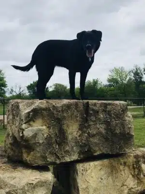 Dog Park in Andover Central Park