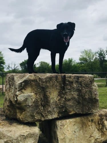 Dog Park in Andover Central Park