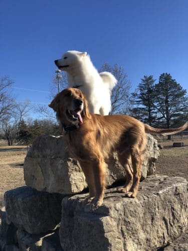 Dog Park in Andover Central Park