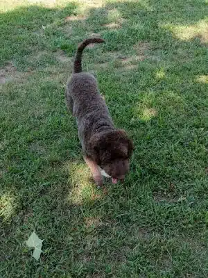 Dog Park in Andover Central Park