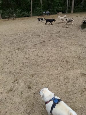 Andover Dog Park