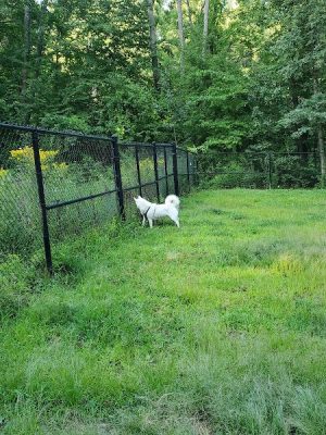 Andover Dog Park