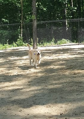 Andover Dog Park