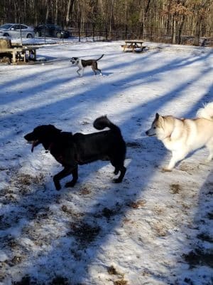 Andover Dog Park