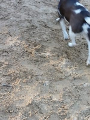 Andover Dog Park