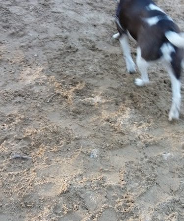 Andover Dog Park - Andover, MA