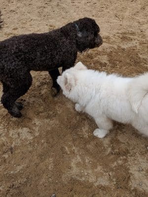 Andover Dog Park