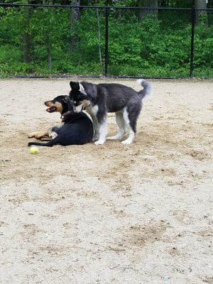 Andover Dog Park