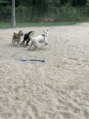 Andover Dog Park