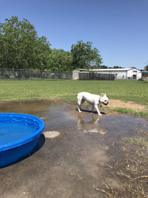 Officer Cash Memorial Dog Park