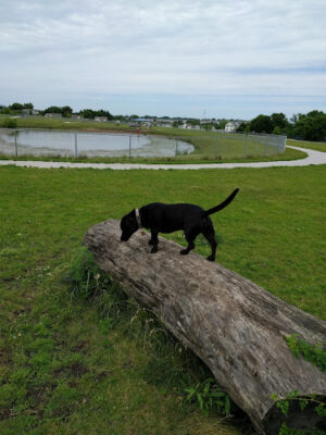 Ankeny Dog Park