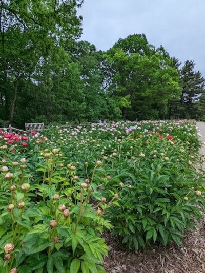 Arboretum Nature Area - Ann Arbor,