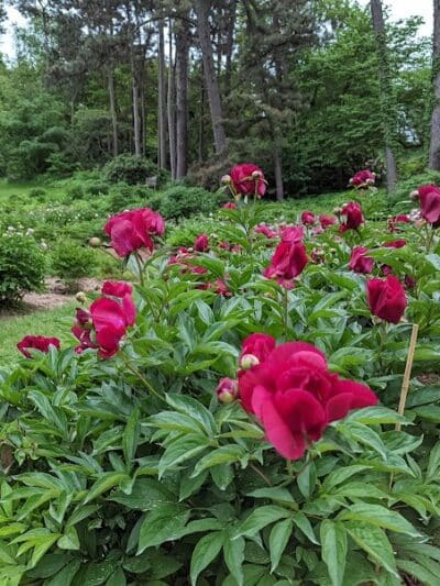 Arboretum Nature Area - Ann Arbor,