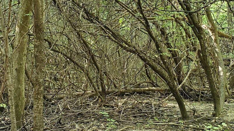 Cranbrook Park - Ann Arbor,