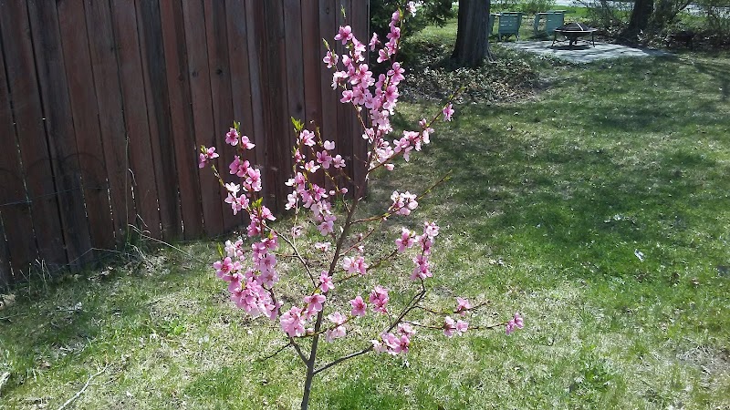 Garden Homes Park - Ann Arbor,