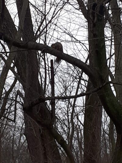 Garden Homes Park - Ann Arbor,