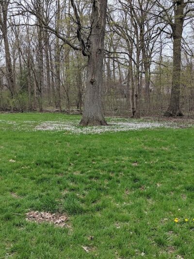 Hollywood Park - Ann Arbor,