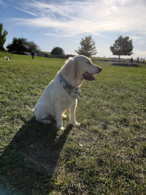 Swift Run Dog Park