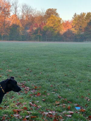Virginia Park