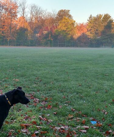 Virginia Park