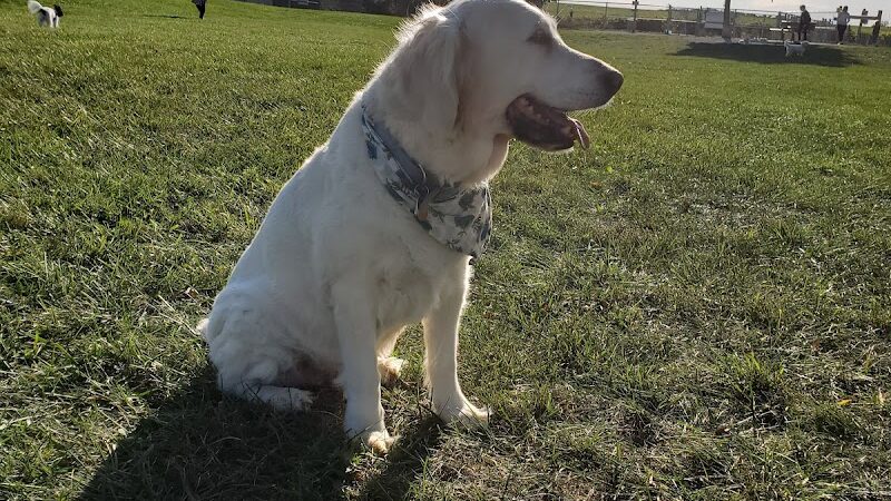 Swift Run Dog Park - Ann Arbor, MI