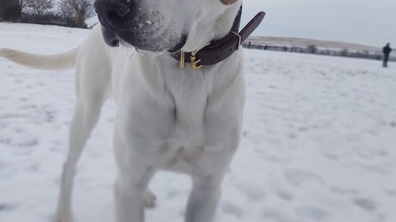 Swift Run Dog Park - Ann Arbor, MI