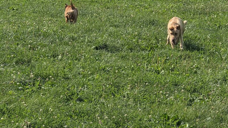 Swift Run Dog Park - Ann Arbor, MI