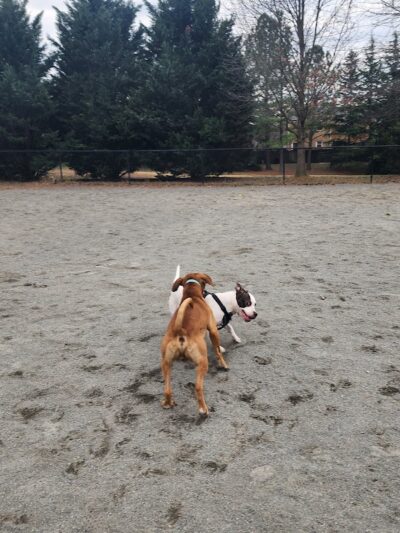Mason District Off-Leash Dog Park - Annandale,