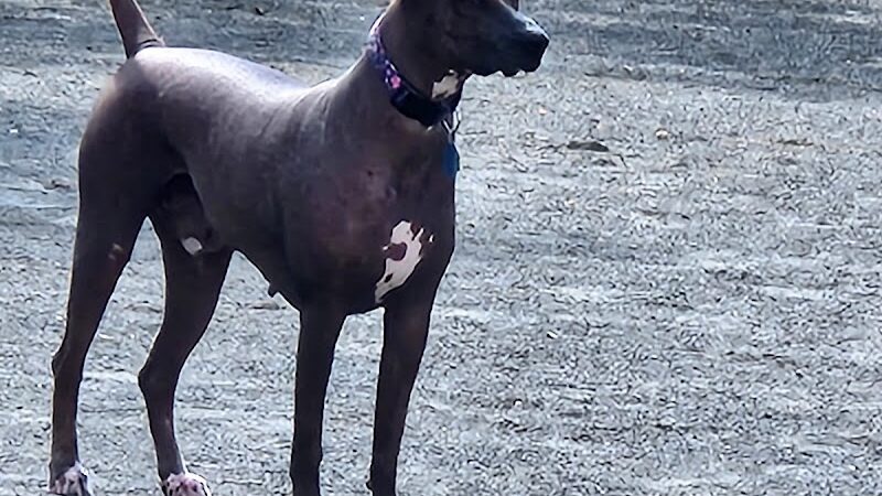Mason District Off-Leash Dog Park - Annandale,
