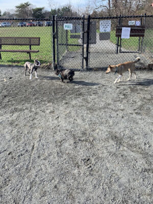 Mason District Off-Leash Dog Park